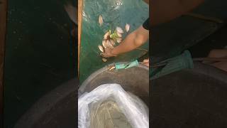 BELAJAR BUDIDAYA IKAN GURAME PADANG KOLAM BETON !! #shortvideo #guramepadang #kakjeff #17