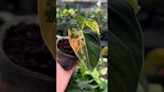 Philodendron Series - Philodendron Melanochrysum Variegated I PlantFactory