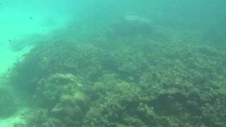 Underwater video of Snorkelling in Sapi Island, Kota Kinabalu, Malaysia