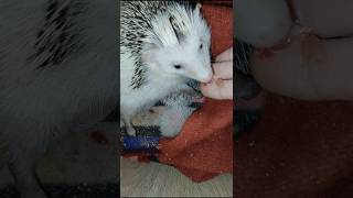 🥰Кормлю ёжика с руки. Cute and funny hedgehog. #ezhikafro #hedgehog #cuteanimals #mommybaby #baby