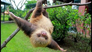 Cute Baby Sloth Videos Compilation 2017 , Funny World