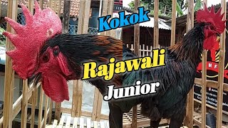 SUARA AYAM PELUNG RAJAWALI JR