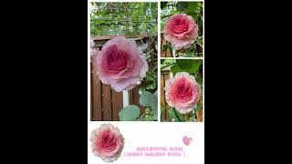 Auscrystal rose(James Galway rose )