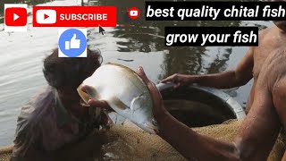 Chital fish farming part 2 #chital #testafarming