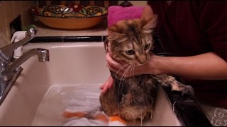 How to Survive a Cat Bath