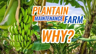 Plantain Farming Maintenance You must not Ignore | #plantain #plantain-farming #plantain-suckers