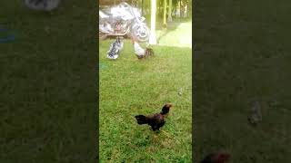 Dua Induk Ayam Ini Entah Memperebutkan Apa