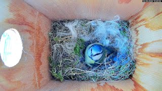 Inside the Nest Box on a House in Sheffield