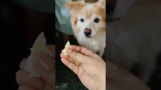 Junnu kastalu #funny #dog #dogshorts #dogs#shortvideo#shorts#goodvibes #foodlover#foodie#funnyshorts