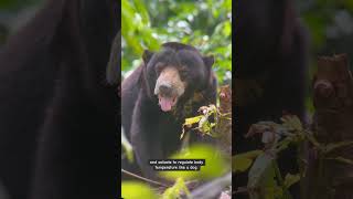 Do sun bears sweat or pant?