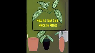 Alocasia Plant Care