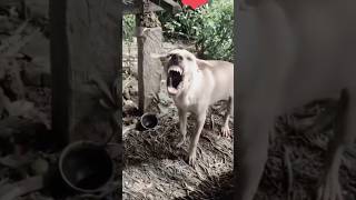 Dog VS Men 😀#funnyvideo #comedy @DKBABU286  #dog #main 😀😀😀