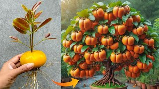 The best simple way how to growing persimmon trees from fruit in short time