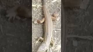 التمساح الصغير بعد خروجه من البيضة مباشرة #animal #dangerous