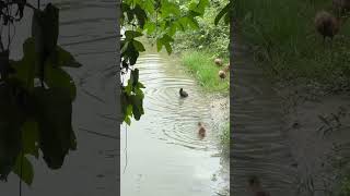 Ducking Shower হাঁসের ছানা গোসল