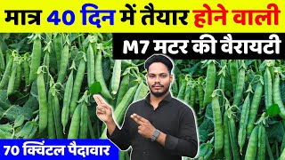 45 दिन में तैयार होने वाली मटर की वैरायटी🌱Matar ki Best Variety🌱M7 matar | Matar ki kheti kaise kare