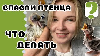 5 фактов о птенцах с улицы. Подбирать или не подбирать?