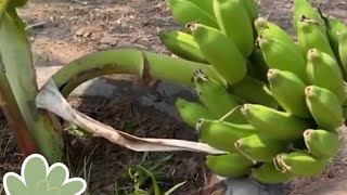 increíble tecnica de cultivo de banana 🍌 con coca cola. 🍌 🍌🍌🍌🍌🍌🍌🍌🍌🍌🍌 #shortvideo #viralvideo #viral