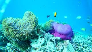 Snorkeling trip with VIVA Beach and Spa MALDIVES team