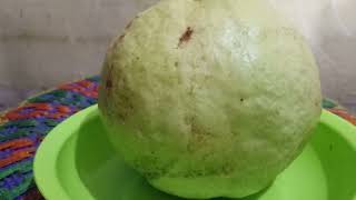 Buah jambu super