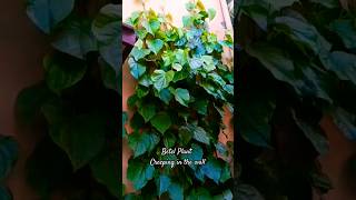 Betel Plant Creeping in the wall|#Shorts