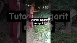 Ngarit rumput #shortvideo