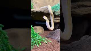 Reticulated Python Eating #shorts #snake #reticulatedpython #reptiles #feeding