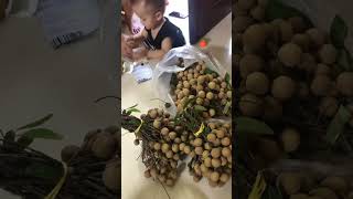 Longan fruit #shorts #fruts #longan #vietnam #ownvoice