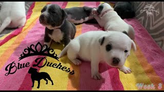 Staffordshire Bull Terrier puppies from birth - Part 1 (0 - 21 days)