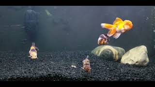 ARE MY TINY ORANDAS OK? 72 HOUR UPDATE....  #oranda_gold_fish #oranda #goldfish