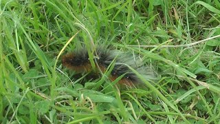 Garden  tiger moth caterpillar, Lakenheath