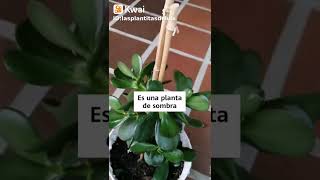 #plantas #suculentas (2)