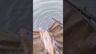 Big carp! #shorts #shortsvideo #shortsfeed #carp #fishing