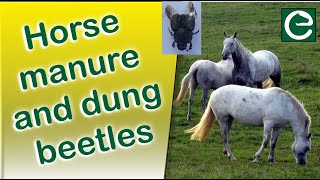 Horse manure and dung beetles