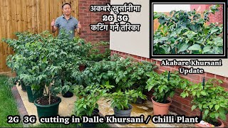 3G cutting in Chilli plant for High Yield | Dalle Khursani | Akabare खुर्सानीमा 3G कटिंग गर्ने तरिका