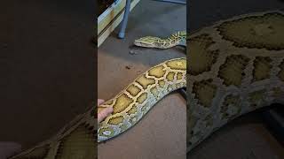 BIG Burmese python getting pets #pets #animals #shortsvideo #youtubeshorts #youtube #shorts