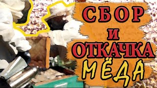 Собираем и откачиваем мёд! Август 2021г.