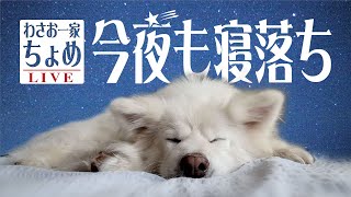 11/21 わさお一家 ちょめ  長毛秋田犬 おやすみ配信  #wasao_official