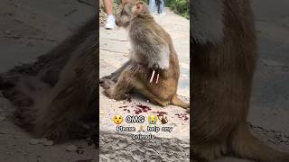 Please help 🙏 animals #monkey #animals #youtubeshorts