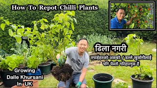 Akabare Khursani | डल्ले खुर्सानी | How To Repot Dalle Khursani | Repotting Chilli plants | NepaliUK