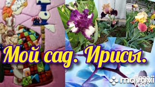 #цветы#сад#ирисыМой сад Ирисы..