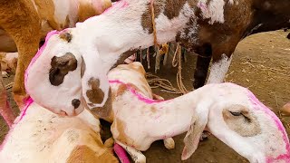 Mouli breed sheep on sale in Athani market