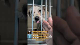 Apoyo para Venustiana y más mascotas abandonadas