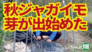 秋ジャガイモ発芽。秋ジャガイモ植え付けておよそひと月、芽がマルチを持ち上げています。マルチ栽培ではマルチを破いて芽を出してあげましょう。