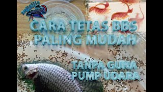 Cara tetas BBS paling mudah tanpa pump udara