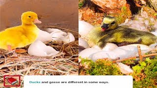 All About Ducks and Geese|Books for Kids|Kids Books|Reading is Fun|Learn to Read|