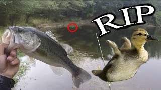 bass eats LIVE baby duck | Whopper Plopper Challenge