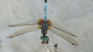 Blue Dasher Dragonfly pictures today AUGUST SAT 17, 2024