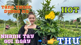 3-12-2023📲0384620997🌲gặp👉Bé Thư🌲giao lưu mai vàng chơi Tết kèm thuốc dưỡng nụ 🌲✅