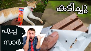 പൂച്ച കടിച്ച kitkat🥹തിന്നു. #trending #asmr #viralvideos